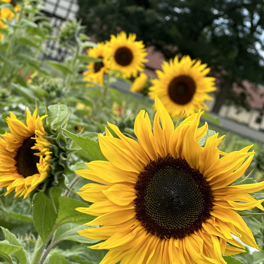 Sonnenblumengruß<span class="calc_read_time_shower_title_span">38 sec Lesezeit (ca.)</span>